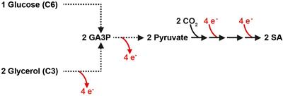 Engineering Saccharomyces cerevisiae for Succinic Acid Production From Glycerol and Carbon Dioxide